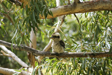 Kookaburra. Booderee National Park. NSW. Australia