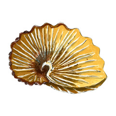 Isolated object sea shell in yellow and orange colors