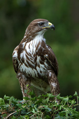 Common Buzzard (Buteo Buteo)/Common Buzzard perched on ivy covered branch