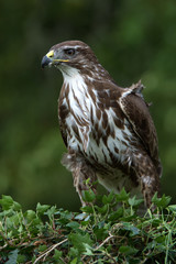 Common Buzzard (Buteo Buteo)/Common Buzzard perched on ivy covered branch