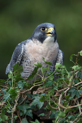 Peregrine Falcon (Falco Peregrinus)/Peregrine Falcon perched on ivy covered branch