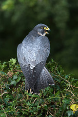 Peregrine Falcon (Falco Peregrinus)/Peregrine Falcon perched on ivy covered branch