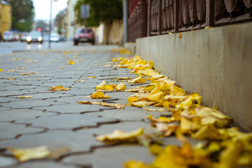 Yellow leaves near the road