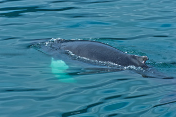 Obraz premium Watching humpback whale at Husavik bay area, north Iceland