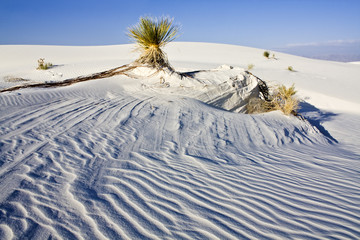 Fototapeta na wymiar White Dunes National Monument