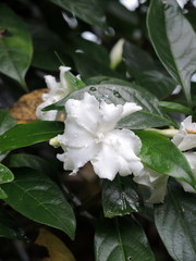 Obraz premium Gardénia en rosée