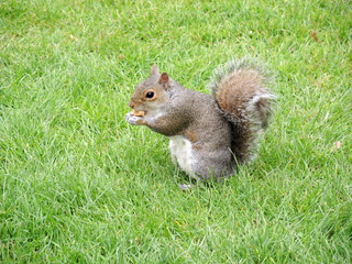 Obraz premium Écureuil en herbe