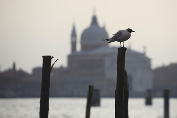 Italia,Veneto,Venezia.