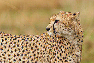 Gepard