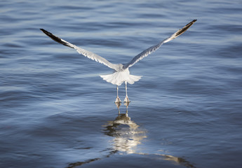 Obraz premium Seagull Rising off the Hudson River - With Its Webbed Feet Just Touching the Water