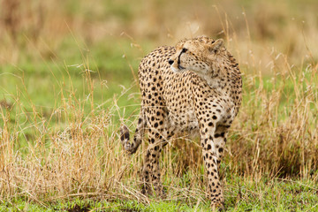 Gepard