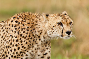 Gepard