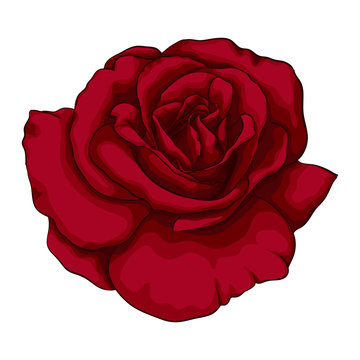 beautiful red rose with effect watercolor isolated on white background.