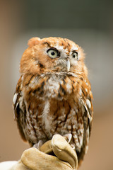 Small Screech Owl sitting on a handler's glove in rehab.