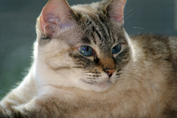 Maria Eduarda a Gata