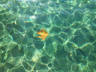 Fototapeta na wymiar Sararmış yaprak ve denizn yansıması