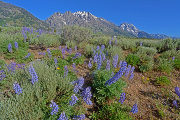Purple Lupine in bloom beneath snow capped mountains in Yellowstone.