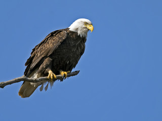American Bald Eagle in Tree