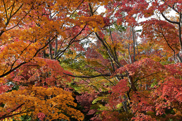 もみじ　紅葉