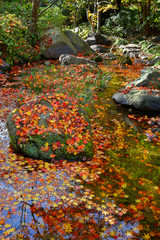 もみじ　紅葉