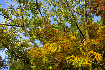 もみじ　紅葉