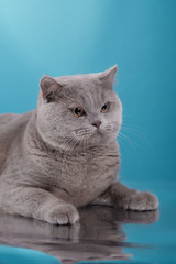 Gray british cat on a studio