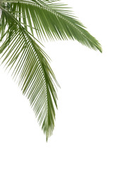 Green coconut leaves
