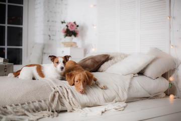 Dog Jack Russell Terrier and Dog Nova Scotia Duck Tolling Retriever