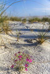 Purple flowers in white sand monument
