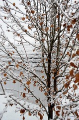 Snowy Winter Scene of an ice covered tree with a few copper colored leaves