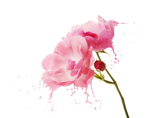 pink flower splashes