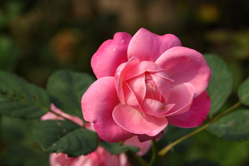 Rose/Beautiful Rose flower in the garden
