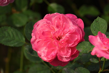 Fototapeta premium Rose/Beautiful Rose flower in the garden 