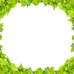 Fototapeta na wymiar Frame with green leaves on white background