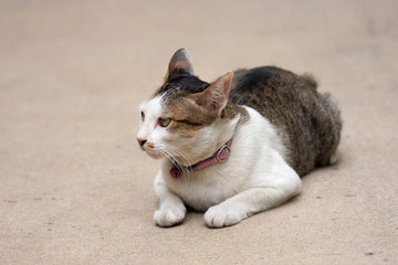 female Thai cat relax on street