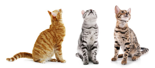 Cute cats isolated on white