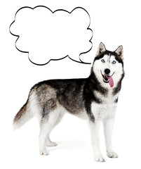Dog with empty cloud bubble above her head, isolated on white