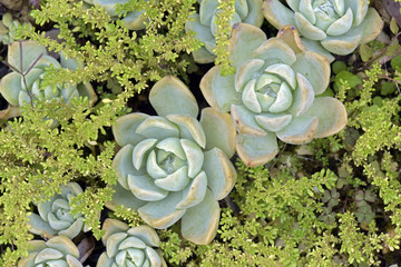 Echeveria, a genus of succulent plant