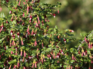 Fototapeta na wymiar Gummy Gooseberry - Ribes lobbii