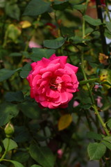 Rose/Beautiful Rose flower in the garden
