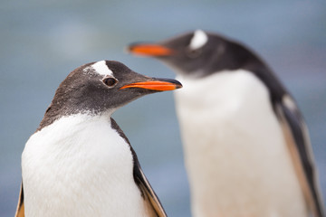 Gentoo Penguin close up.