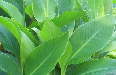 A bunch of canna lily leaves