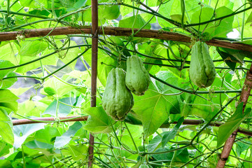 Chayote fruits hang on trellis.
