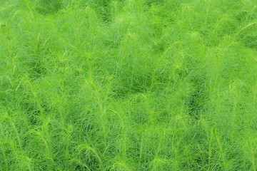 Fresh green bush of Shatavari (Asparagus racemosus Willd.)