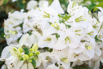 White Bougainvillea flower