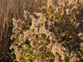 Сухие цветы