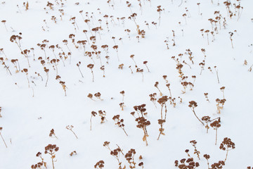 Dry grass in the snow