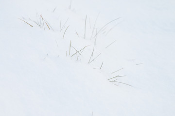 Dry grass in the snow