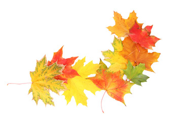 Autumn maple leaves, isolated on white