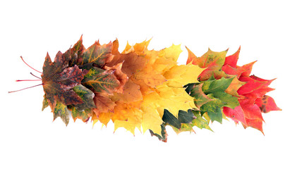 Autumn maple leaves, isolated on white